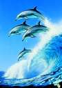 dolphin-time.jpg